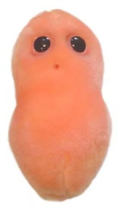 ACNE (PROPIONIBACTERIUM ACNES) GIANTMICROBES ORIGINAL (PELUCHE 12-18 CMS)