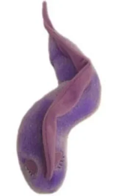 ENFERMEDAD DEL SUEÑO (TRYPANOSOMA BRUCEI) GIANTMICROBES ORIGINAL (PELUCHE 12-18 CMS)