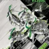 TEENAGE MUTANT NINJA TURTLES: BLANCO NEGRO Y VERDE [RUSTICA]